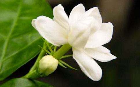 夜來香最新，文化現(xiàn)象的深度解讀