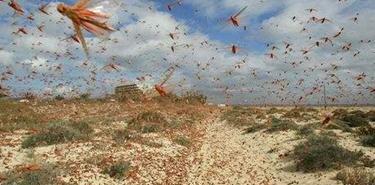 巴鐵蝗災(zāi)最新,巴鐵蝗災(zāi)最新，逆境中的希望與力量