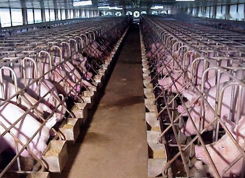 蓋豬棚最新,蓋豬棚最新，背景、進(jìn)展與影響