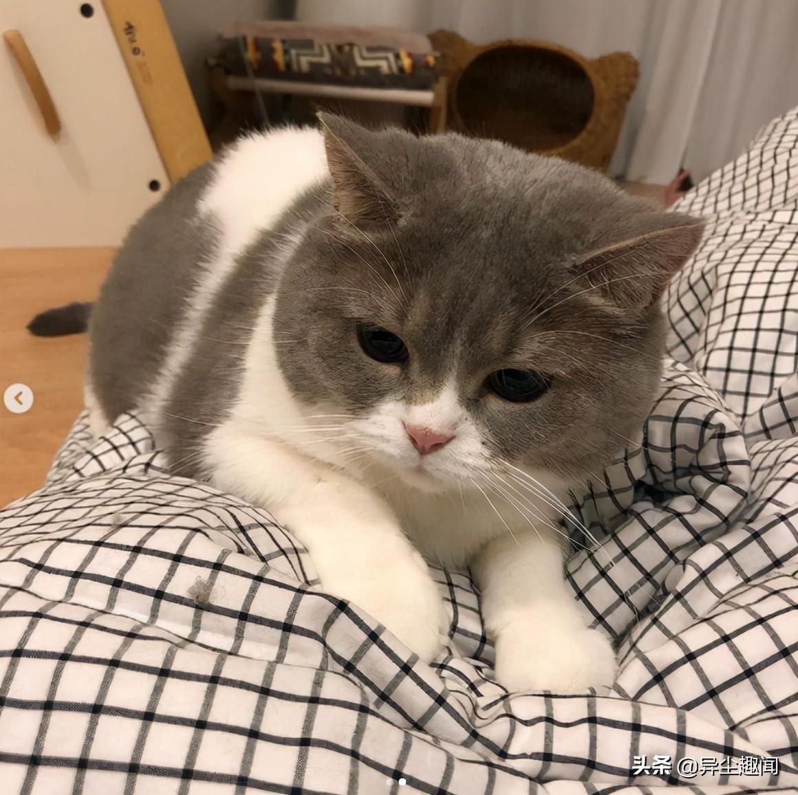 轉(zhuǎn)小喵下載最新觀點(diǎn)闡述