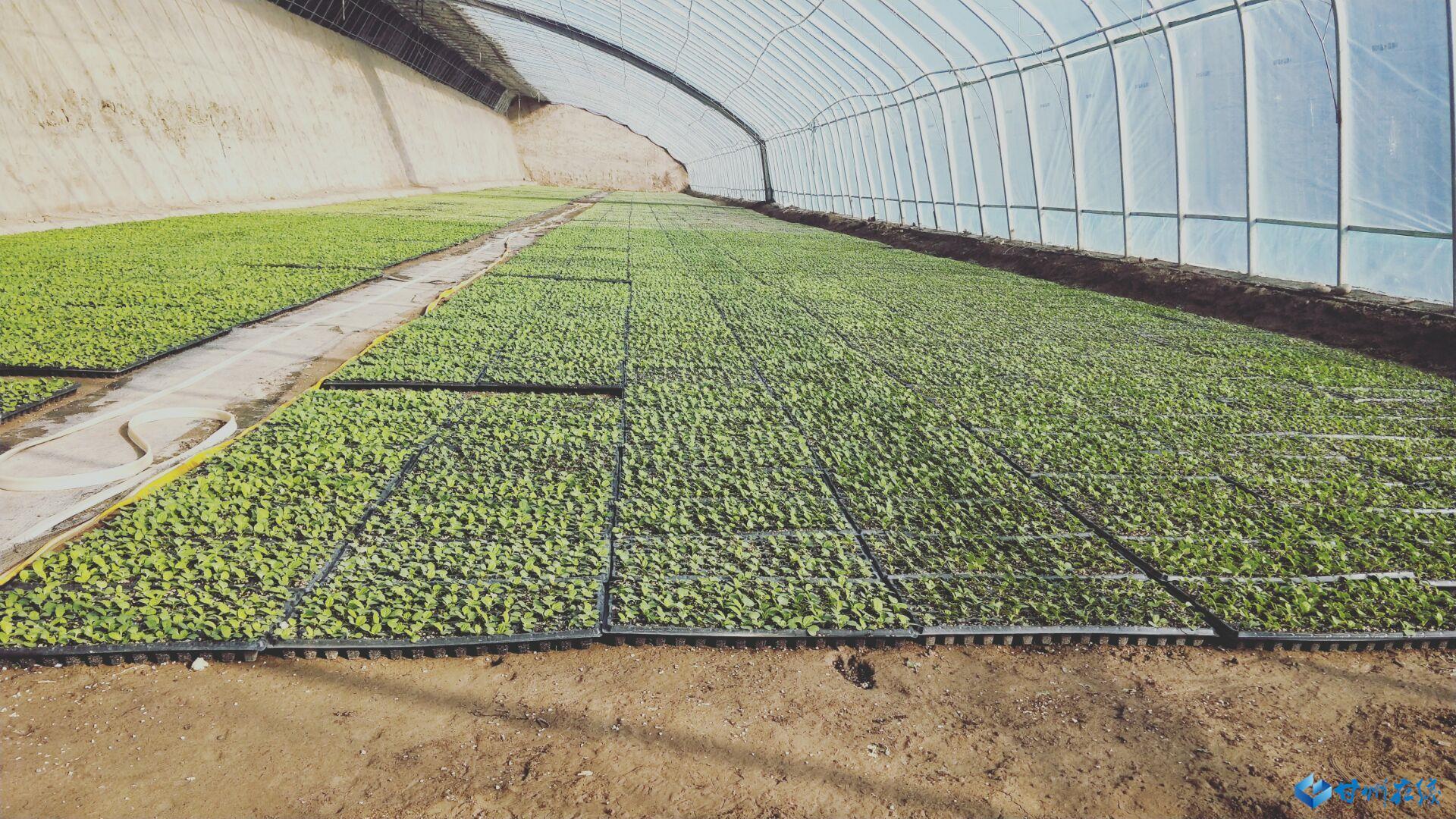 疫情期間最新證明，論述觀點與實際應(yīng)用