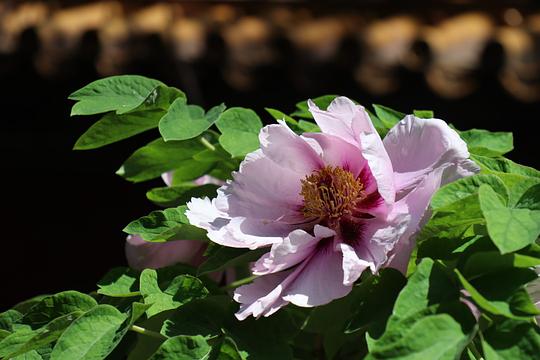 最新百花叢綻放瞬間，美麗與生機(jī)并存的瞬間美景