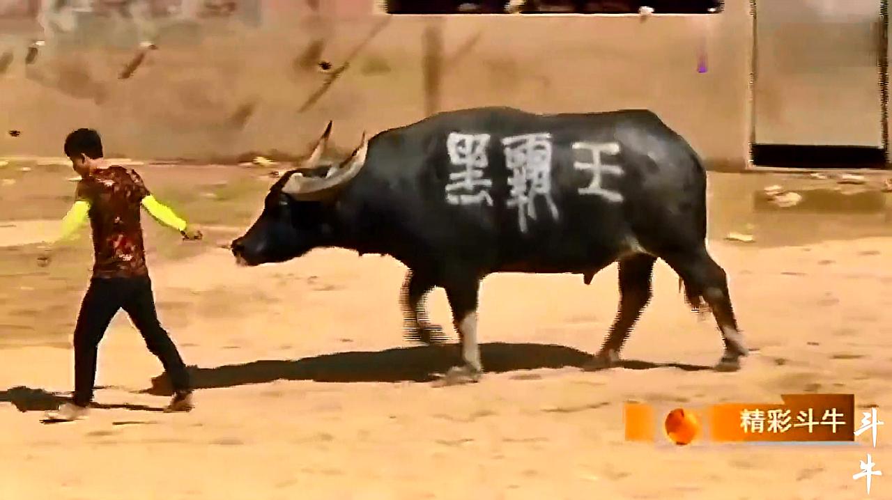 黑霸王牛王最新日常趣事與小伙伴們的歡樂時光