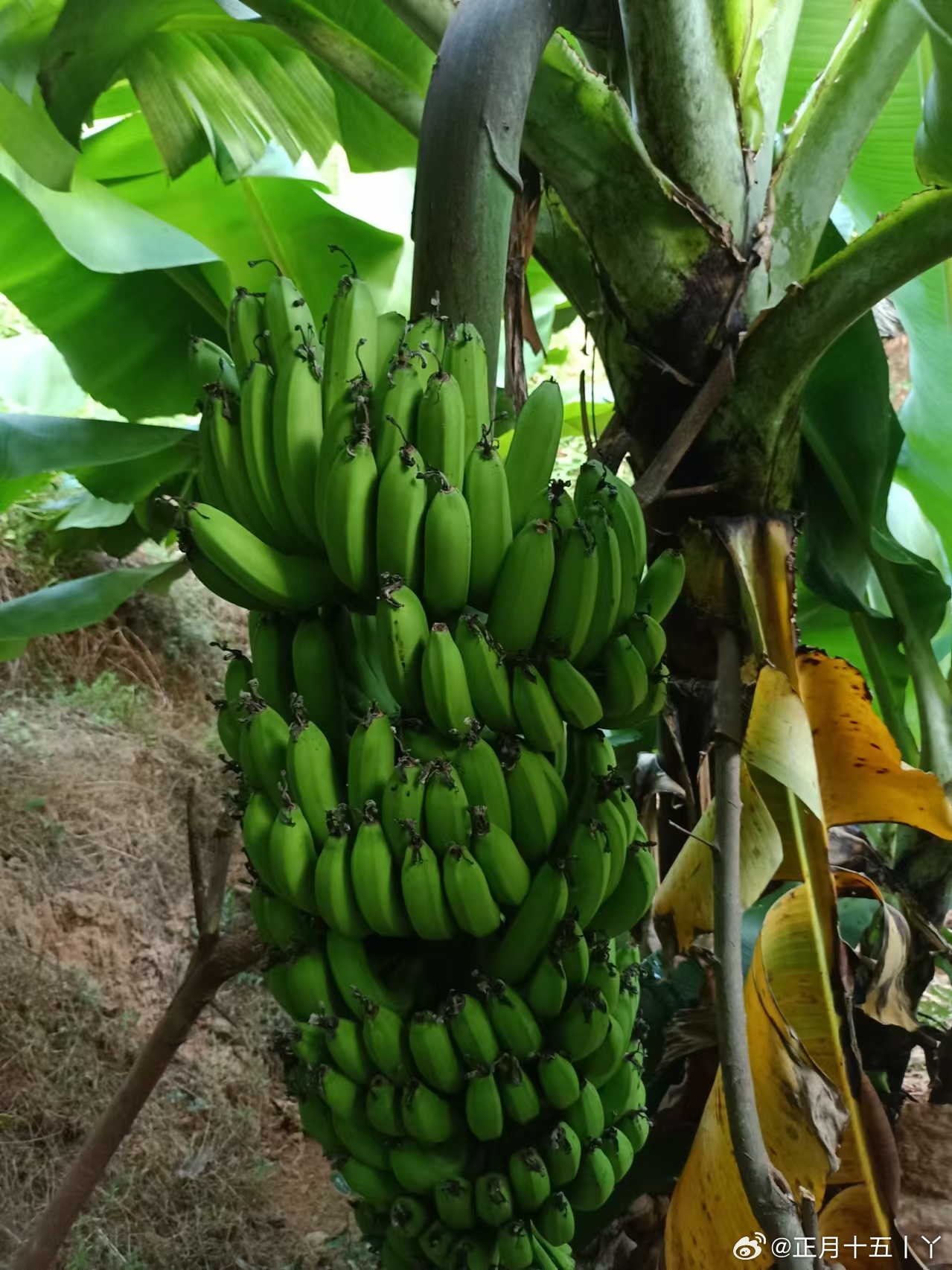 關(guān)于大香蕉的探討與觀點(diǎn)闡述，最新趨勢(shì)與預(yù)測(cè)（2024版）