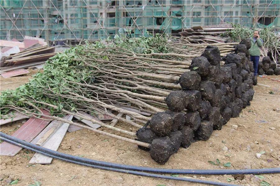 興仁市最新規(guī)劃藍圖揭曉，繪就未來新篇章