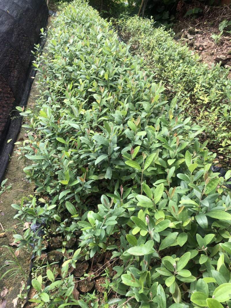 最新稔子苗，植物新星備受矚目