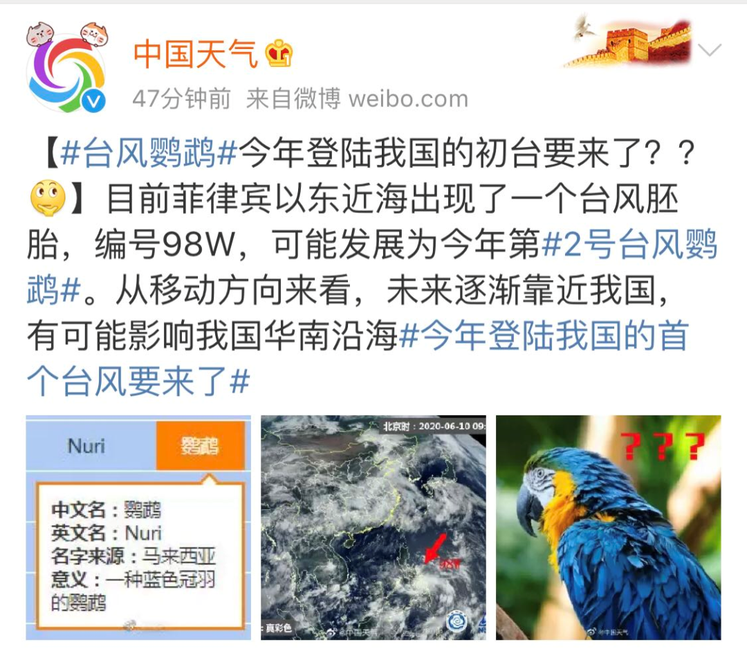 鸚鵡臺風最新登錄,鸚鵡臺風最新登錄，小巷深處的獨特風味