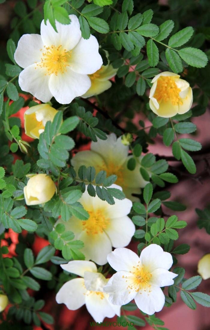 精致的句子最新,精致的句子最新，如何撰寫(xiě)優(yōu)美句子指南