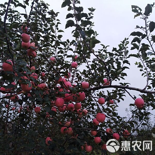 洛川蘋果最新價(jià)格指南，全面解析洛川蘋果價(jià)格走勢(shì)及市場(chǎng)行情