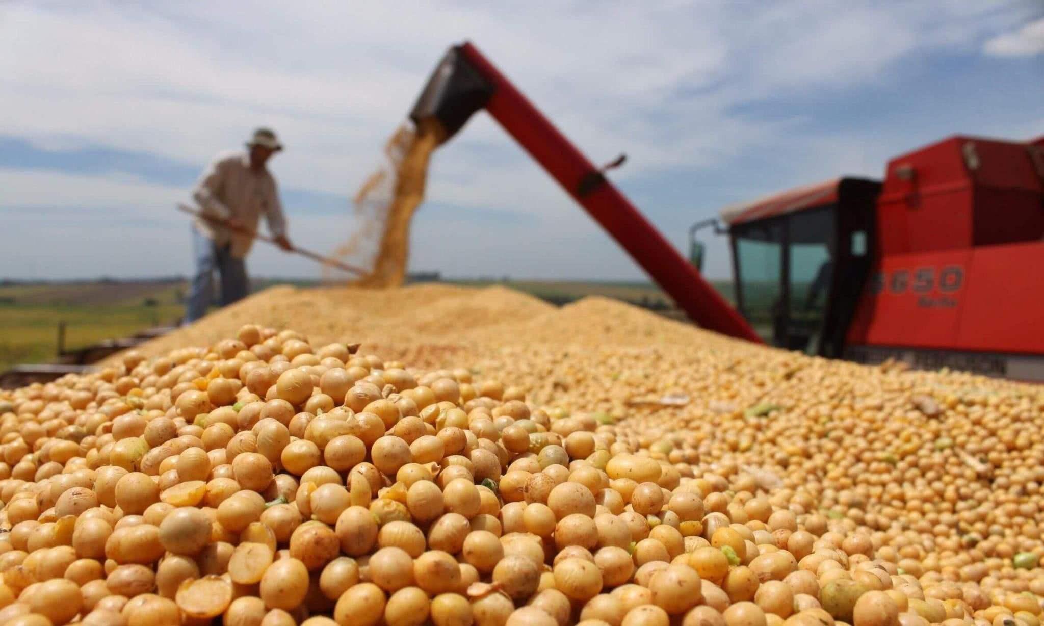 全國最新大豆價格探析，市場走勢與各方觀點影響標題生成。
