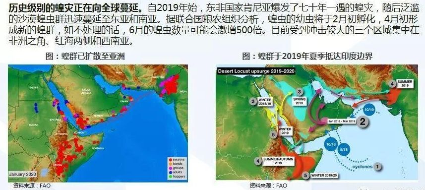 蝗災(zāi)最新動態(tài)，探尋內(nèi)心平靜的自然之旅