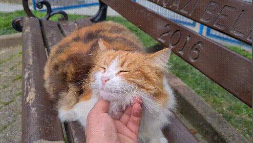 小巷深處的獨特風味，揭秘最新破版快貓應(yīng)用