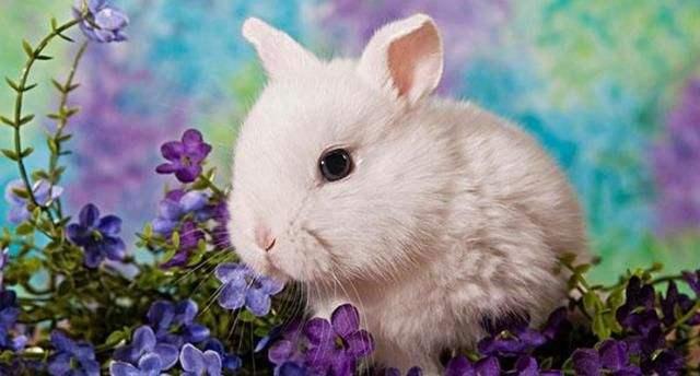 今天晚上澳門(mén)三肖兔羊蛇,全身心解答具體_豐富版5.494