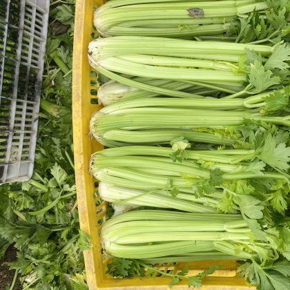 西芹今日價格行情及小巷美食探秘，味覺之旅啟程