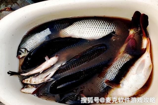 漢中釣魚(yú)坑塘最新動(dòng)態(tài),漢中釣魚(yú)坑塘的歡樂(lè)時(shí)光