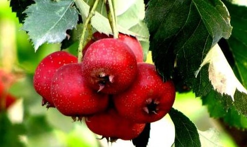 新鮮山楂的上市時(shí)間，一篇科普小文章帶你了解