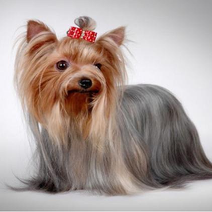 西班牙留學(xué)政策最新解析，洞悉最新動(dòng)態(tài)與趨勢(shì)