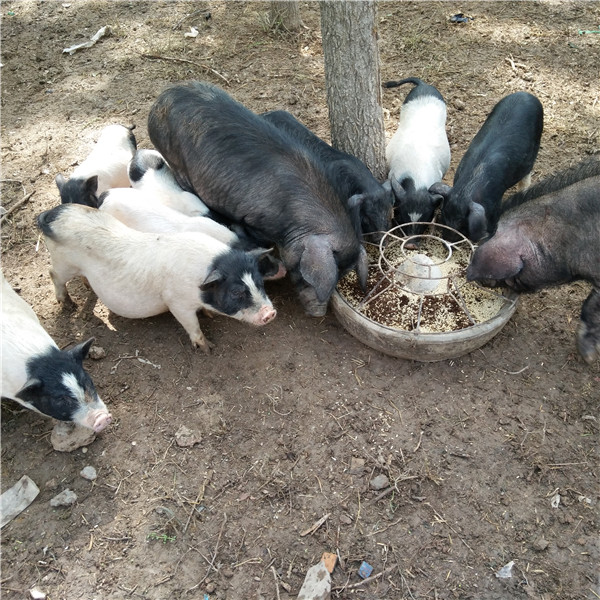 香豬市場價(jià)格深度解析與論述