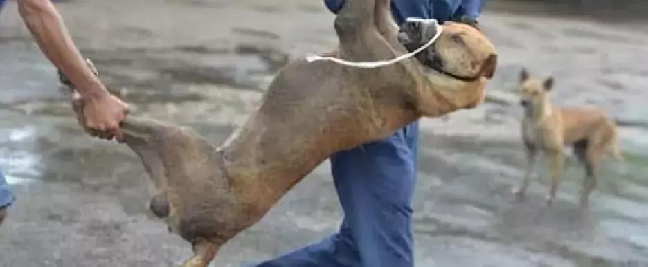 狂犬病最新動態(tài)概覽，最新資訊與熱點關(guān)注