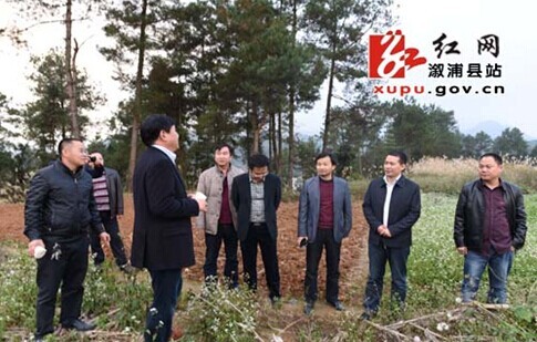 溆浦最新紅網(wǎng)動態(tài)速遞