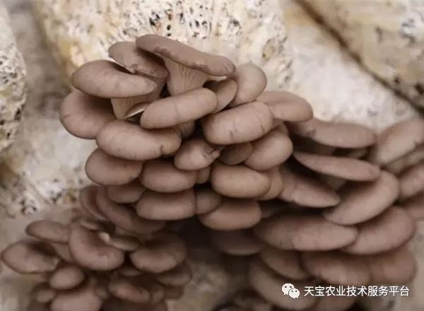 最新秋季平菇菌種品種探索與變化擁抱