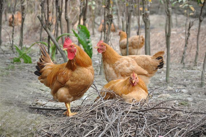 土雞行情報(bào)價(jià)最新動(dòng)態(tài)，洞悉市場(chǎng)趨勢(shì)，掌握最新報(bào)價(jià)