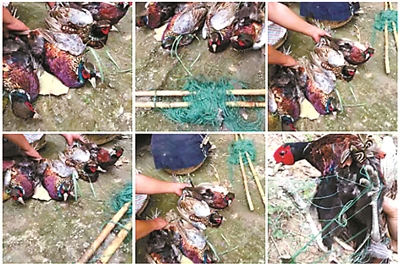 最新捕雞工具觀點(diǎn)論述與介紹