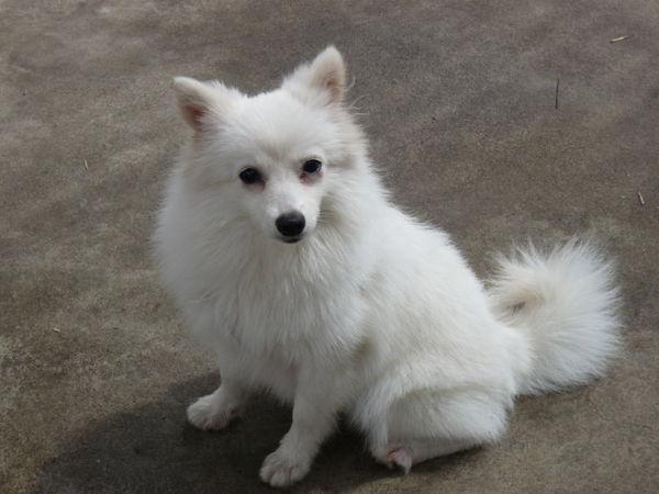 尚村銀狐皮價格詳解，購買指南與步驟全解析