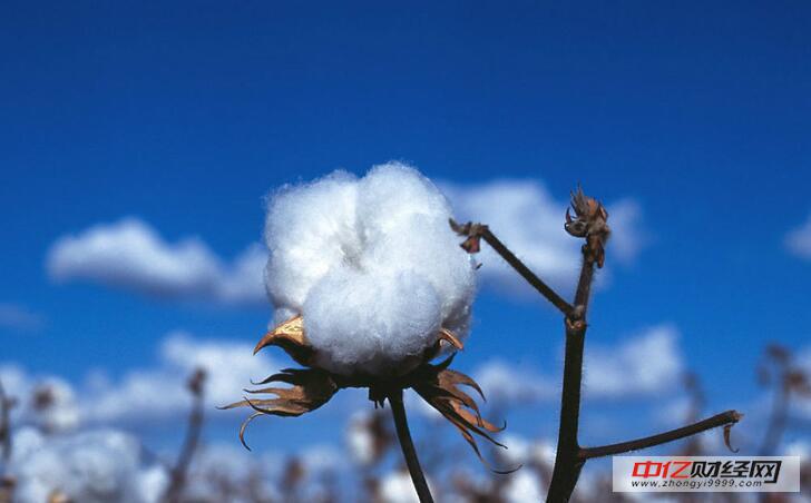 棉花最新行情與溫馨日常故事交織