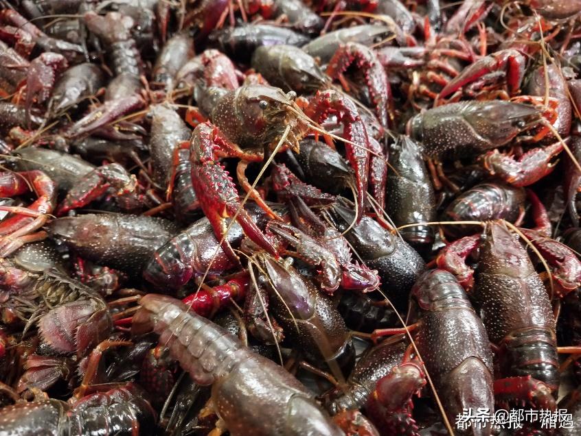 跟著大自然的節(jié)奏，龍蝦上市季節(jié)心靈之旅啟動時間揭秘