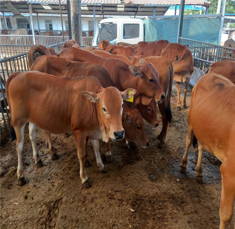 深度解析黃牛價(jià)格行情，背景、事件與地位影響