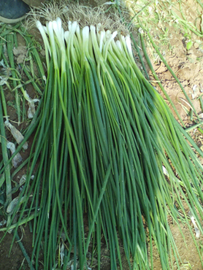 市場(chǎng)波動(dòng)下的小蔥價(jià)格，多元視角分析