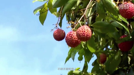 崇陽新鮮資訊,崇陽新鮮資訊，回顧與探析