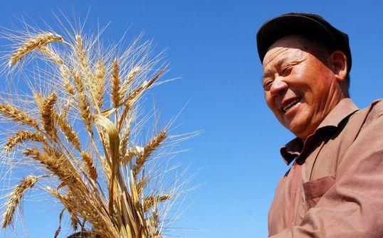 河北小麥行情深度探索，巷弄麥香之謎