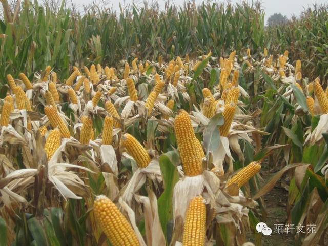 海南玉米最新采購(gòu)價(jià)格動(dòng)態(tài)，變化中的學(xué)習(xí)與成就之力