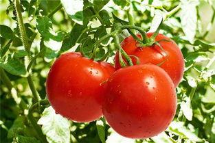 2017年西瓜行情預(yù)測，小巷風情中的西瓜市場展望