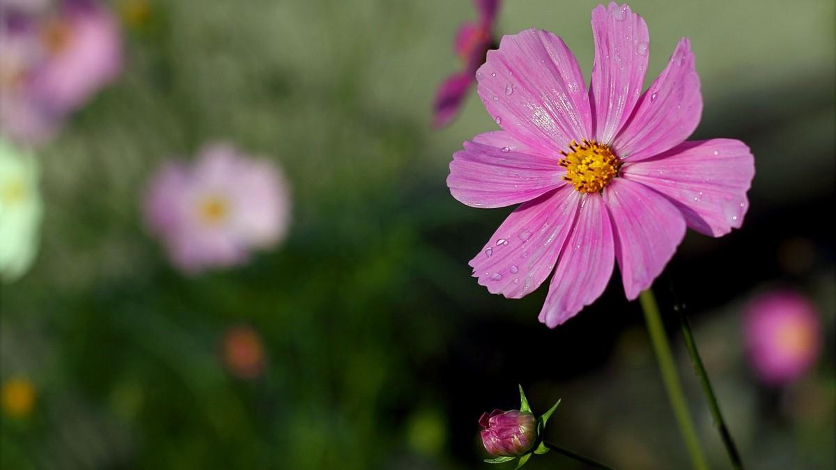 最新桃花運勢揭秘，你的愛情運勢如何？