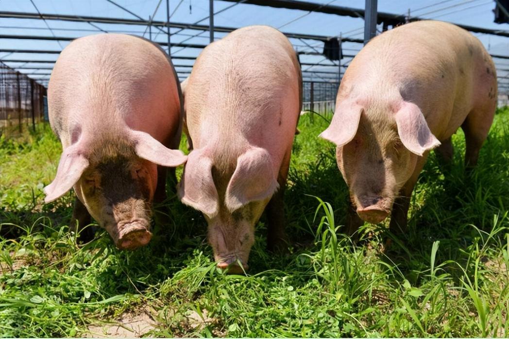 廈門(mén)象嶼股票，潛力股的成長(zhǎng)故事與財(cái)富的自信之源