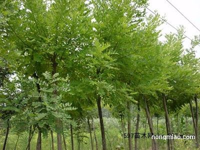 最新刺槐采購信息，學(xué)習(xí)變化，擁抱自信與成就感之路