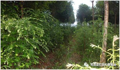 紅豆杉集團(tuán)美國成功上市，開啟國際化新篇章發(fā)展之路