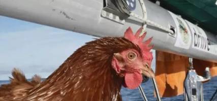 最新寵物雞品種推薦，時(shí)尚與責(zé)任的完美融合之選