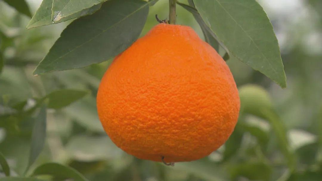 上海水果行情,上海水果行情，市場(chǎng)走勢(shì)與各方觀點(diǎn)分析