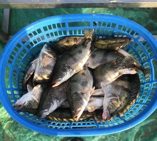 廣東省鱖魚今日行情深度解析