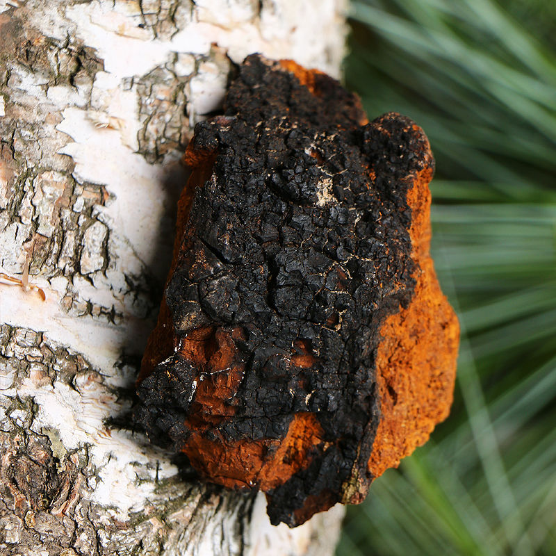 樺樹茸價格多少錢一斤,樺樹茸的溫情故事