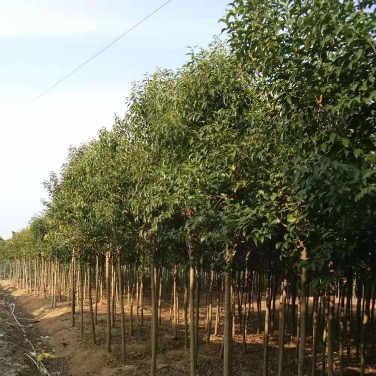 大葉女貞的成長故事與自信之路，從五公分樹苗到價值之路的探索