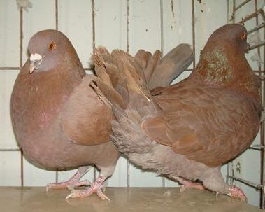 落地王鴿價格,落地王鴿價格大揭秘??，你了解多少？