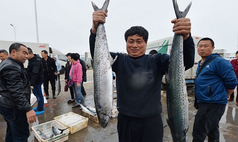 鲅魚市場(chǎng)風(fēng)云變幻，捕捉價(jià)格機(jī)遇與自信的力量