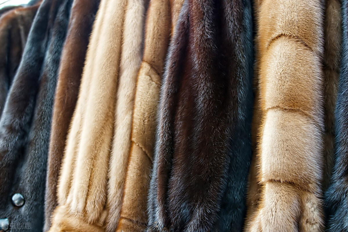 時(shí)尚與勵(lì)志的交融盛宴，預(yù)測(cè)2025年貂皮價(jià)格行情