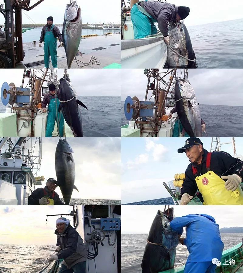 金槍魚垂釣大賽，競技與挑戰(zhàn)的碰撞激情