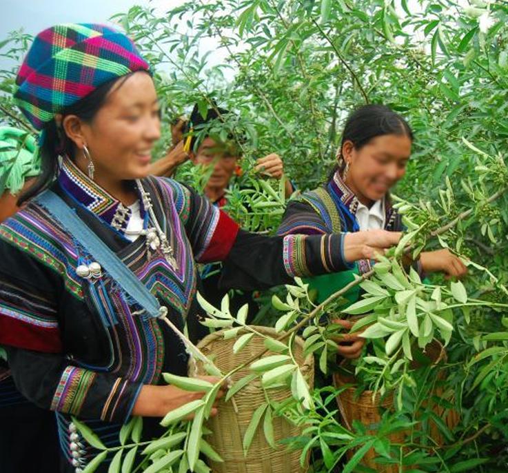 青花椒行情深度解析，背景、重大事件與地位探究